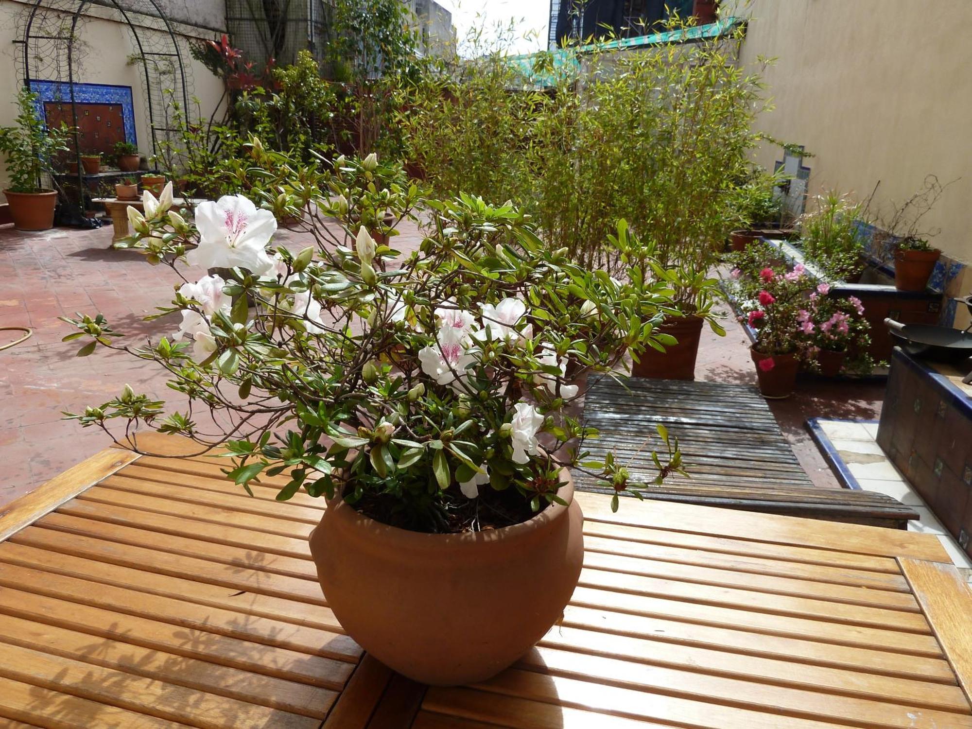 Via Arriba Terraza, Buenos Aires